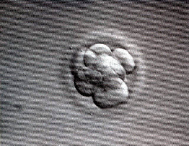 Mojo's Embryo 2